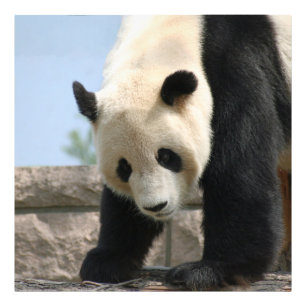 Panda20170506_by_JAMFoto Fotodruck