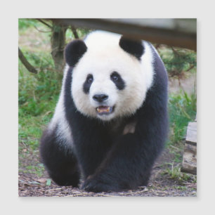 Panda_20190301_by_JAMFoto Magnetkarte