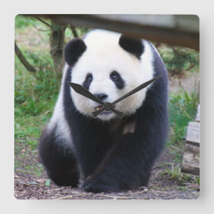 Panda_20190301_by_JAMFoto Quadratische Wanduhr