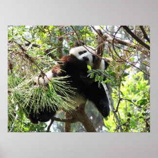 Panda Baby Poster