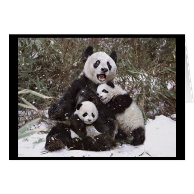 Panda-Bär (Vorderseite (Horizontal))