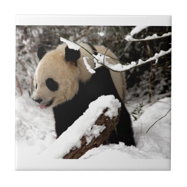 Panda-Bär Fliese (Vorderseite)