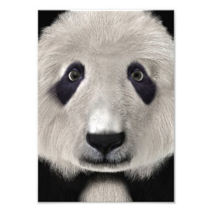 Panda Bär Fotodruck