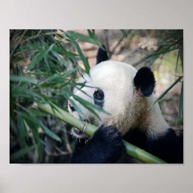 Panda Bär frisst Bambus Poster (Vorne)