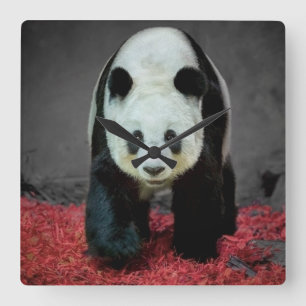 Panda-Bär Quadratische Wanduhr