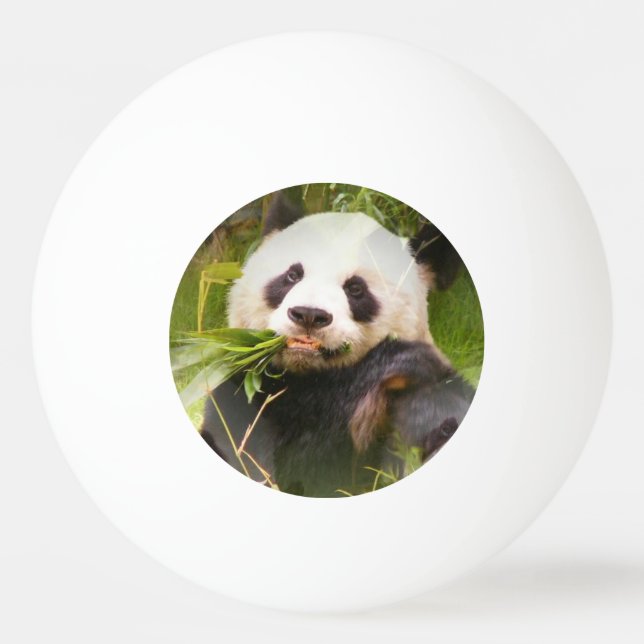Panda-Bär Tischtennisball (Vorderseite)