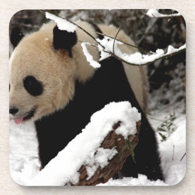 Panda-Bär Untersetzer (Vorderseite)