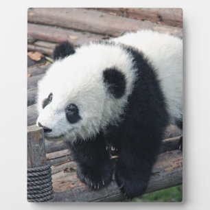 Panda-Bären individuell anpassen Jubiläen Fotoplatte