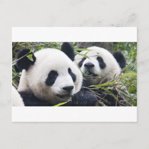 Panda Bären Postkarte