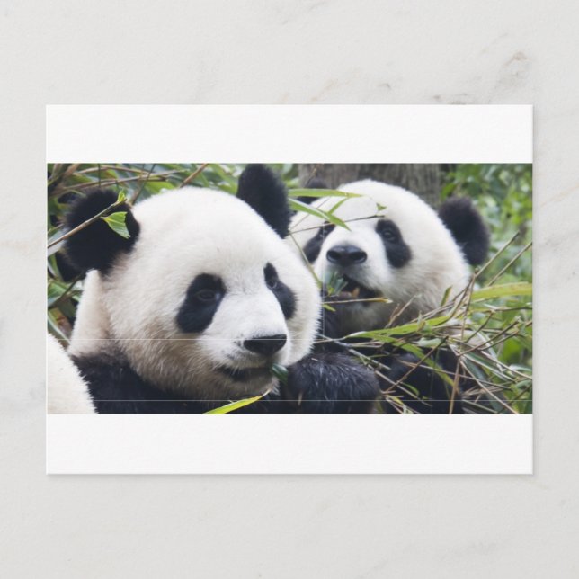 Panda Bären Postkarte (Vorderseite)