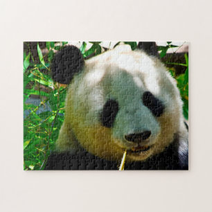 Panda-Bären. Puzzle