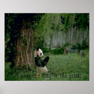 Panda Bärenposter Poster