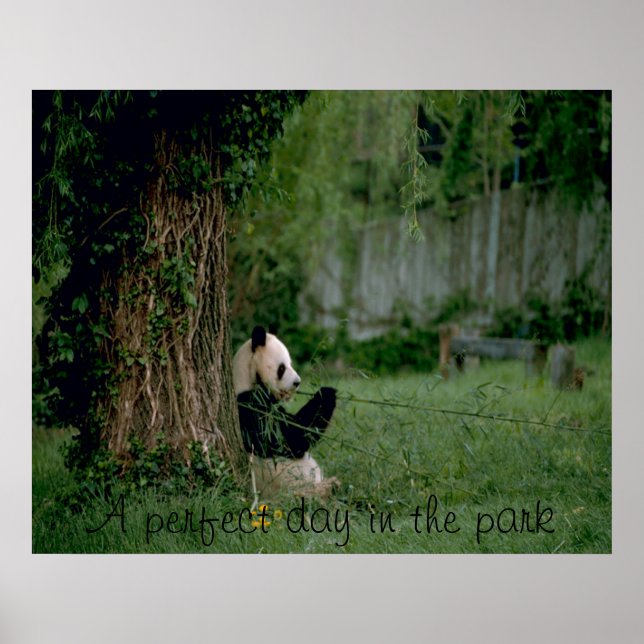 Panda Bärenposter Poster (Vorne)