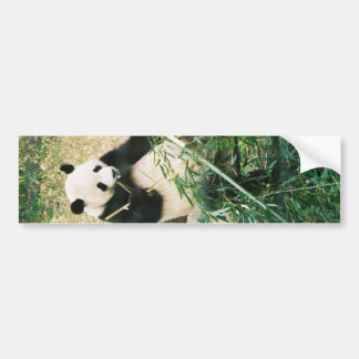 Panda-Bärn-Autoaufkleber Autoaufkleber
