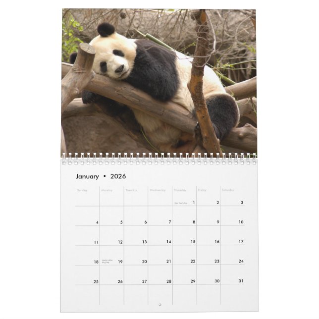 Panda-Bärn-Kalender, Panda-Bären Kalender (Jan 2026)