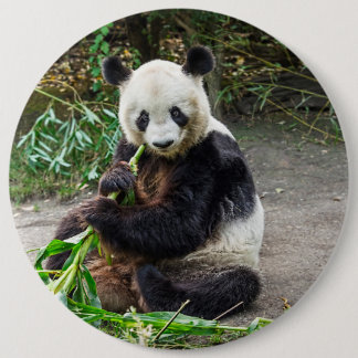Panda Bear 1 Button