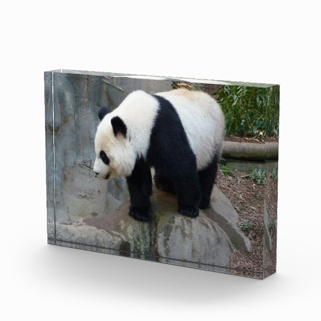 Panda Bear Block Foto (Rechts)
