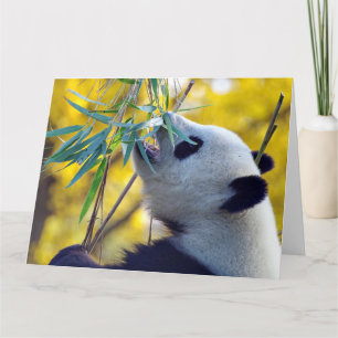 Panda Bear frisst Bamboo Karte
