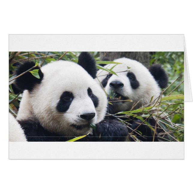 Panda Bear Hugs (Vorderseite (Horizontal))