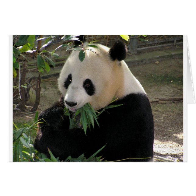 Panda Bear Hugs (Vorderseite (Horizontal))