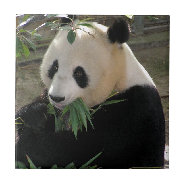 Panda Bear Hugs Fliese (Vorderseite)