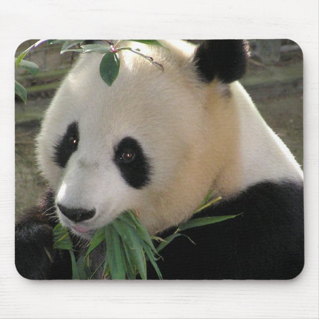 Panda Bear Hugs Mousepad (Vorne)