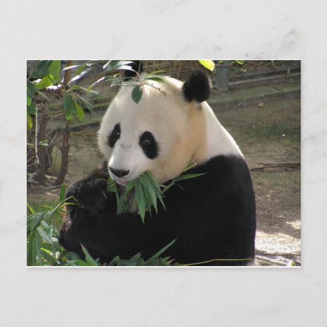Panda Bear Hugs Postkarte (Vorderseite)