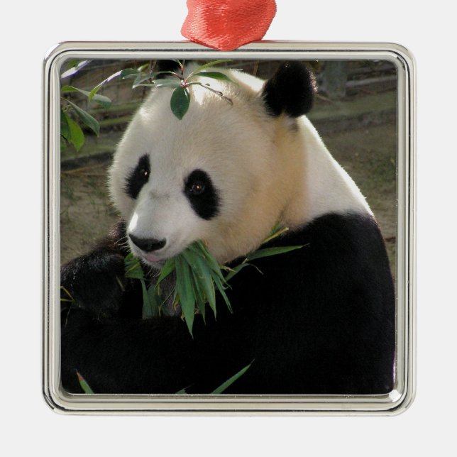 Panda Bear Hugs Silbernes Ornament (Vorne)