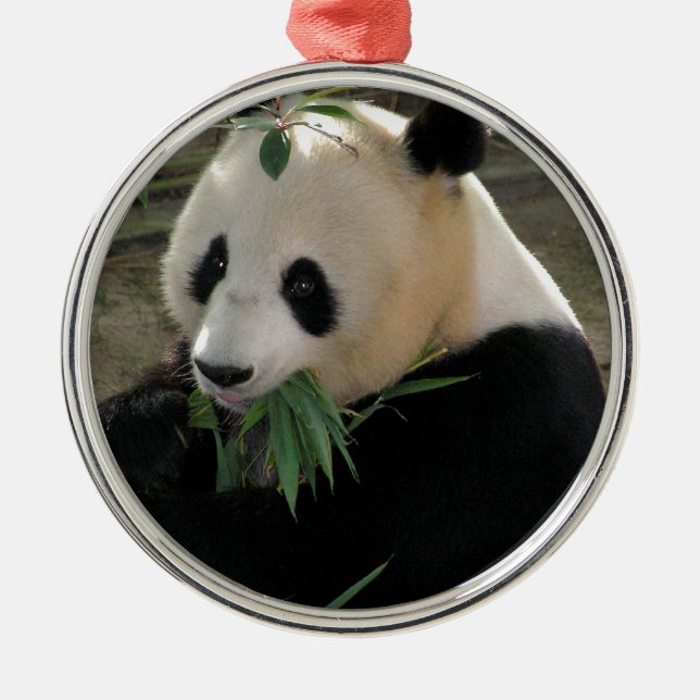 Panda Bear Hugs Silbernes Ornament (Vorne)