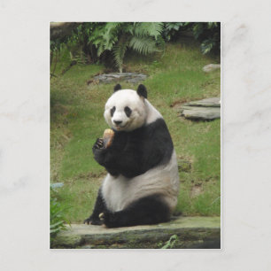 Panda Bear isst Bambus Postkarte