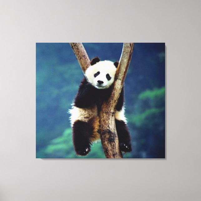 Panda Bear Leinwanddruck (Vorderseite)