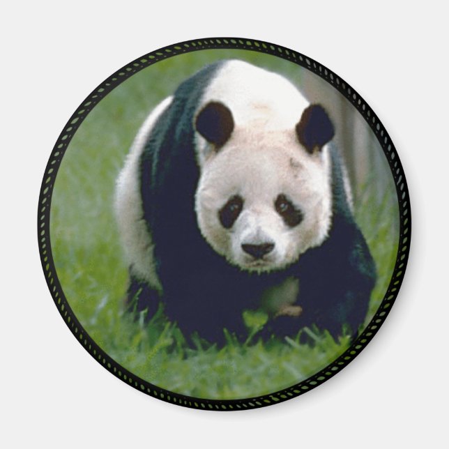 Panda Bear Magnet (Vorne)