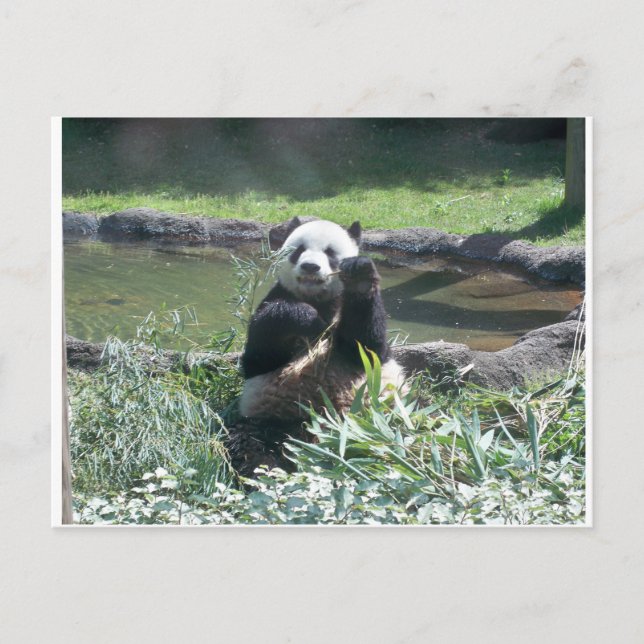 Panda Bear Memphis Zoo Postcard Postkarte (Vorderseite)