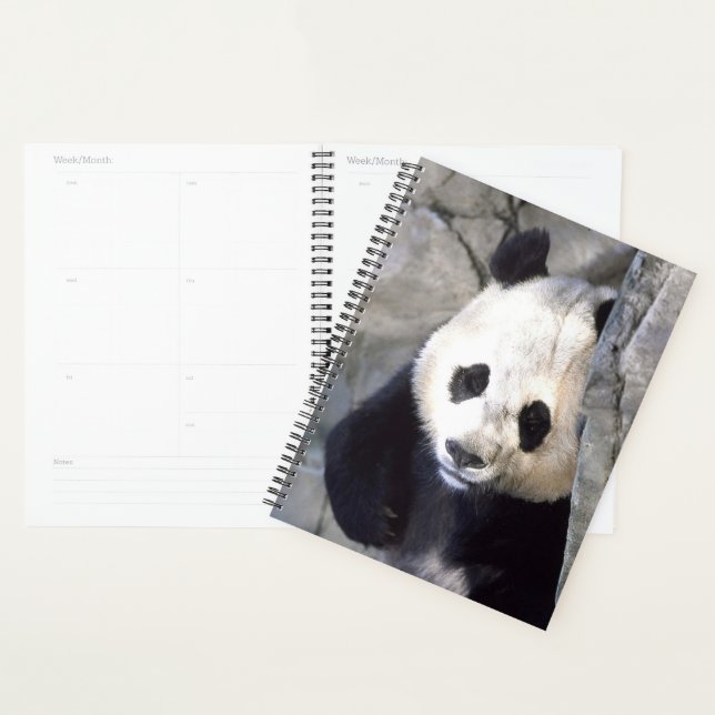 Panda Bear Planer (Anzeige)