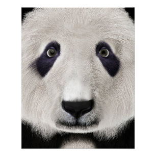 Panda Bear Poster