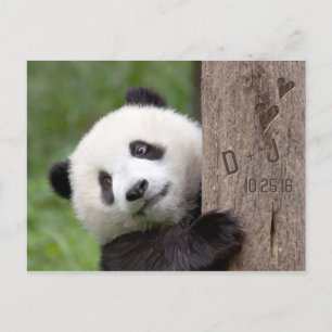 Panda Bear Save the Date Postcard Ankündigungspostkarte