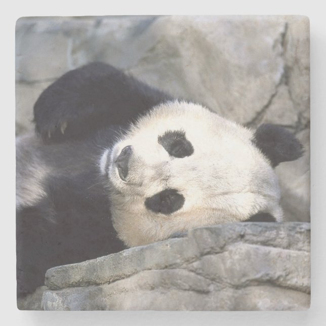 Panda Bear Steinuntersetzer (Vorderseite)