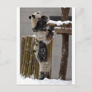 Panda Boost Postkarte