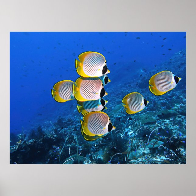 Panda Butterflyfish Poster (Vorne)