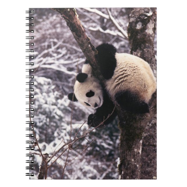 Panda cub, der auf schneebedeckten Baum spielt, Notizblock (Vorderseite)