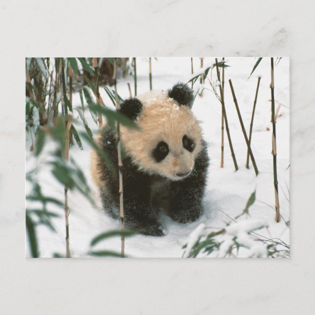 Panda cub on snow, Wolong, Sichuan, China 2 Postkarte (Vorderseite)