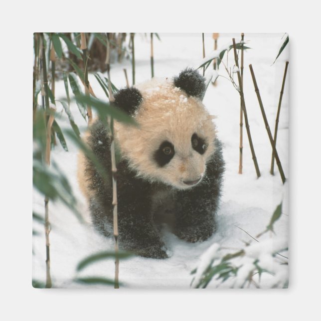 Panda cube on snow, Wolong, Sichuan, China Magnet (Vorne)