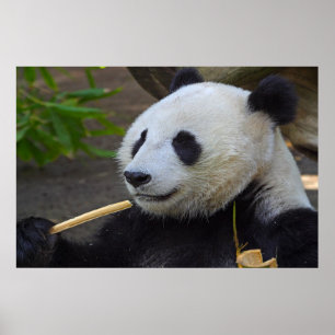 Panda, der Bambusbaumplakat isst Poster