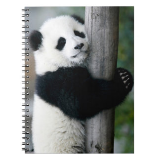 Panda, der Posten umarmt Notizblock