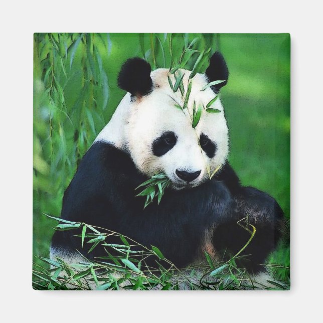 Panda Eating Blätter Magnet (Vorne)