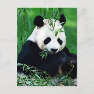 Panda Eating Blätter Postkarte