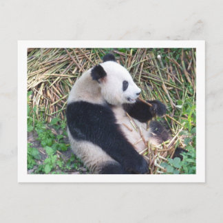 Panda Eating Postkarte
