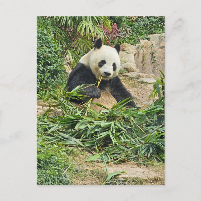 Panda essen Bambusansicht Postkarte (Vorderseite)