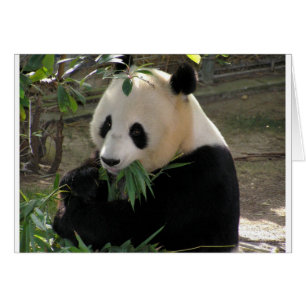 Panda-feste Umarmungen