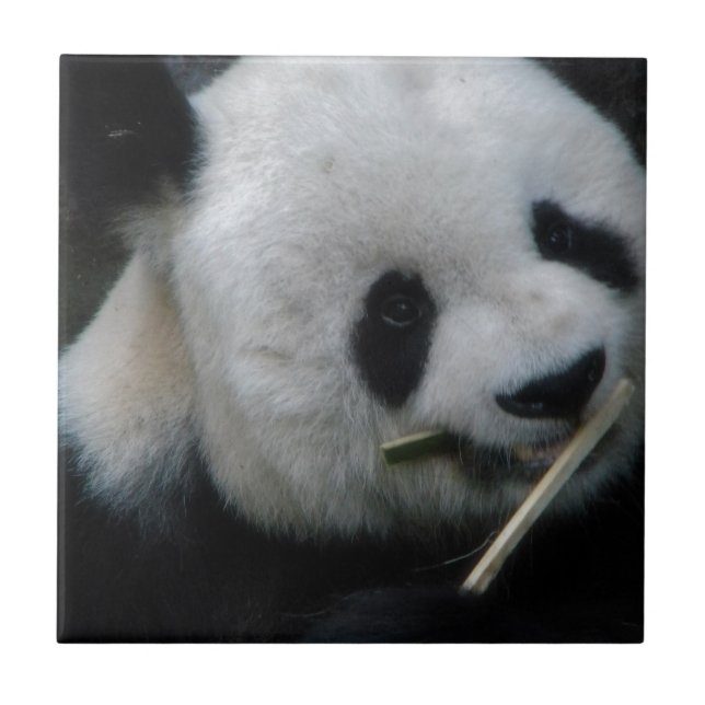Panda Fliese (Vorderseite)